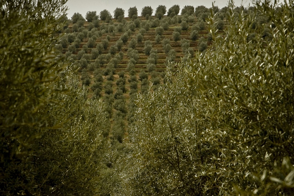 A oliveira é uma espécie resistente à seca 
