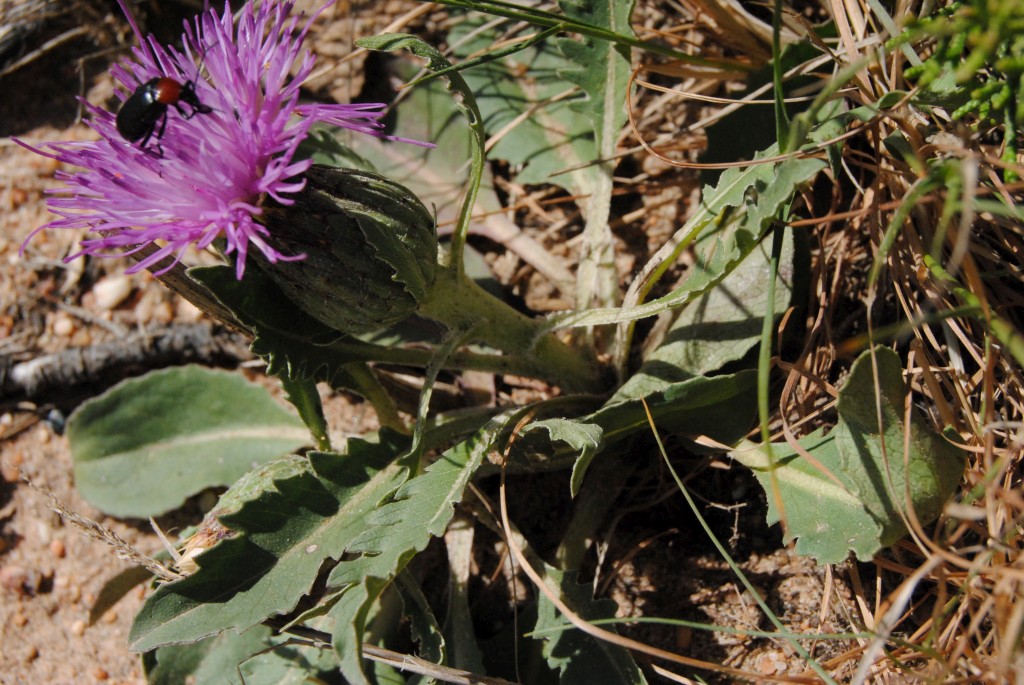 O guia que faltava para conhecer as plantas da costa alentejana e vicentina 894632?tp=UH&db=IMAGENS